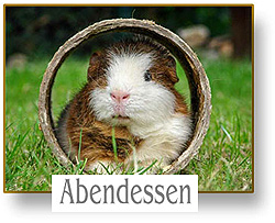 meerschweinchen